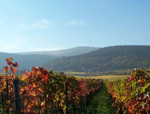 Pfalz wine region